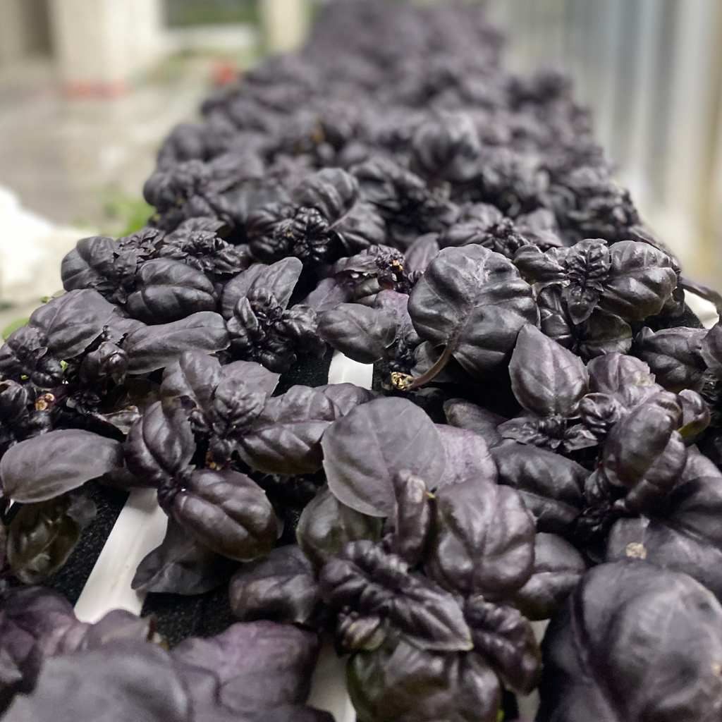 Purple Basil [ 75g ]