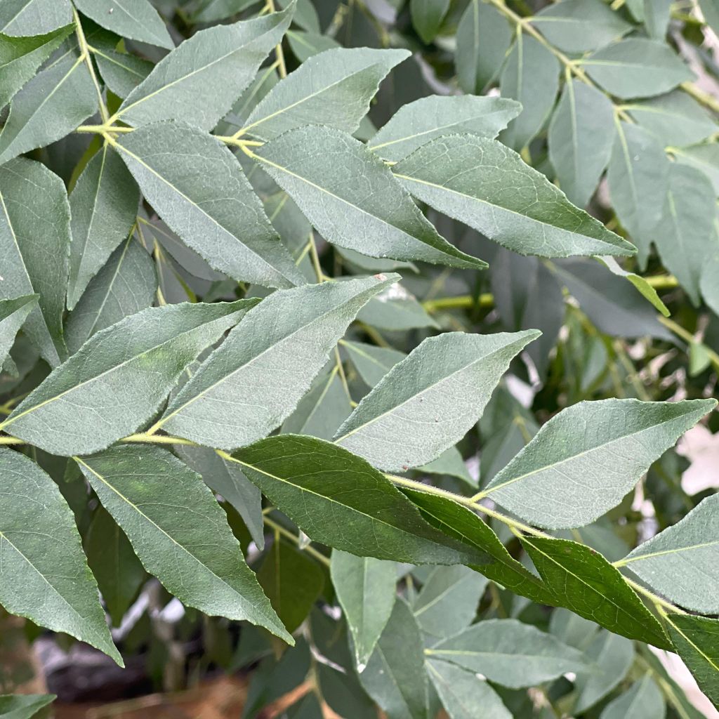 Indian Curry Leaves [ 50g ]