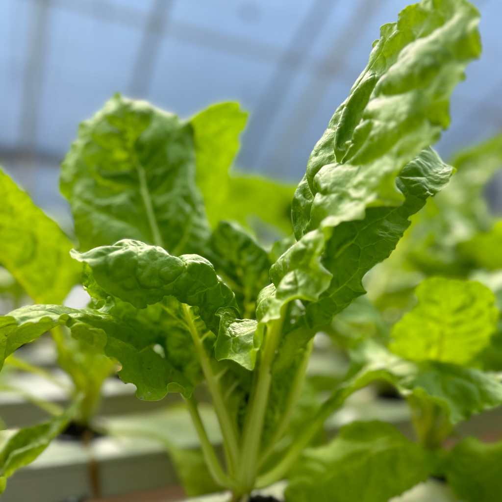 Spinach Chard [ 125g ]