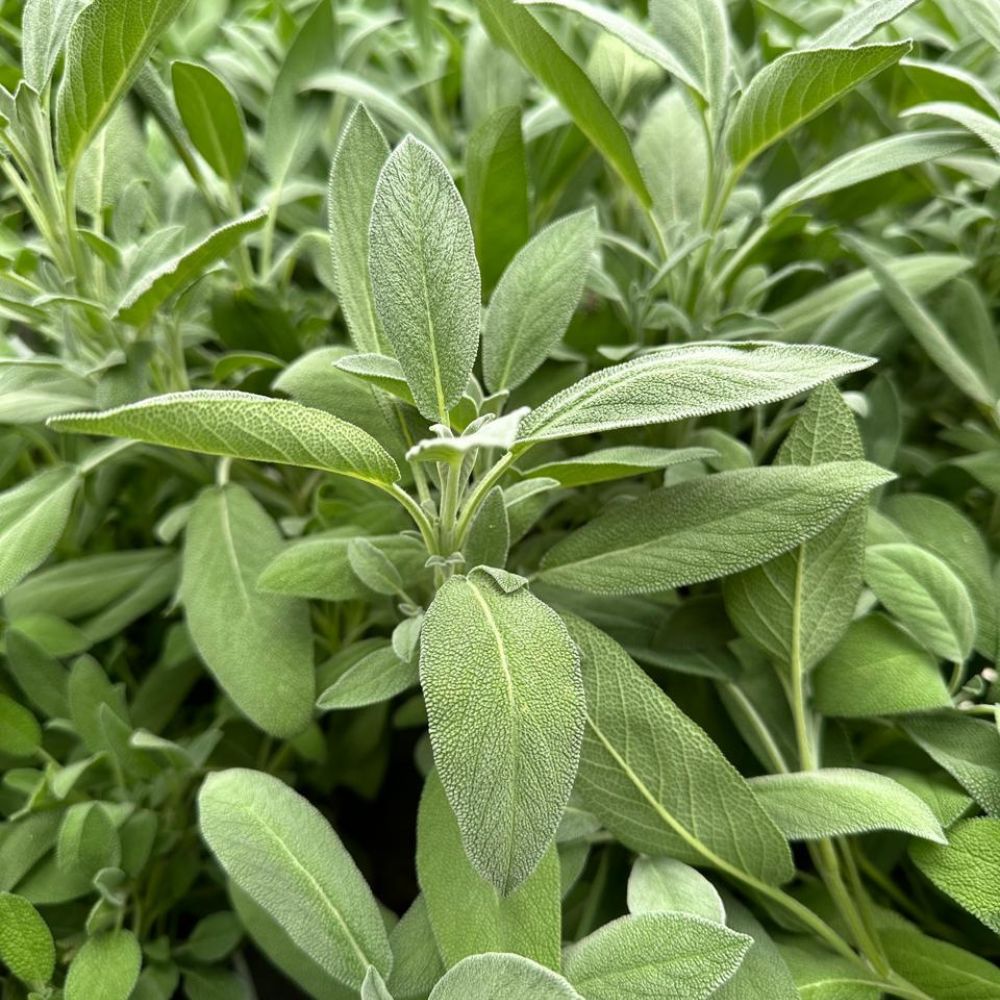 Sage [ 50g ]