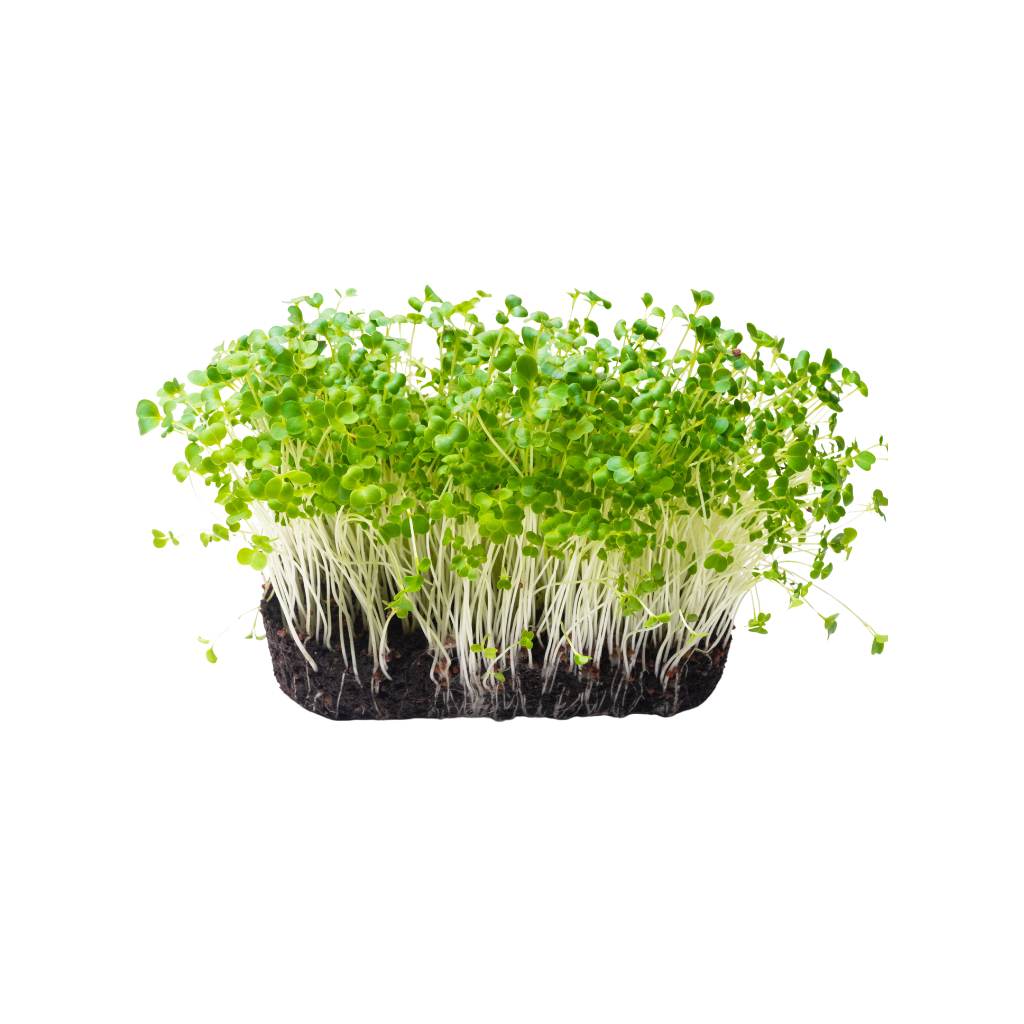 Microgreen Basil - Plate