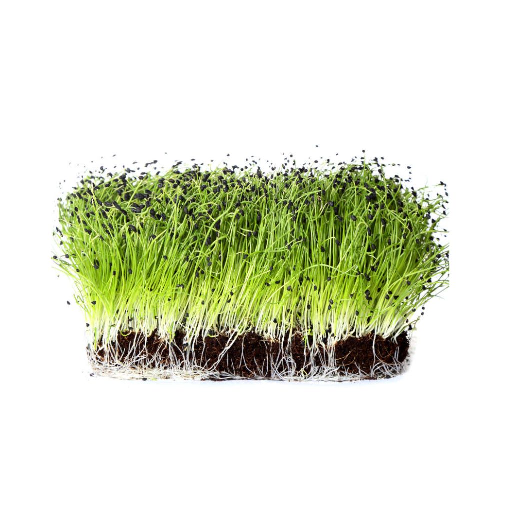 Microgreen Garlic Chives - Plate