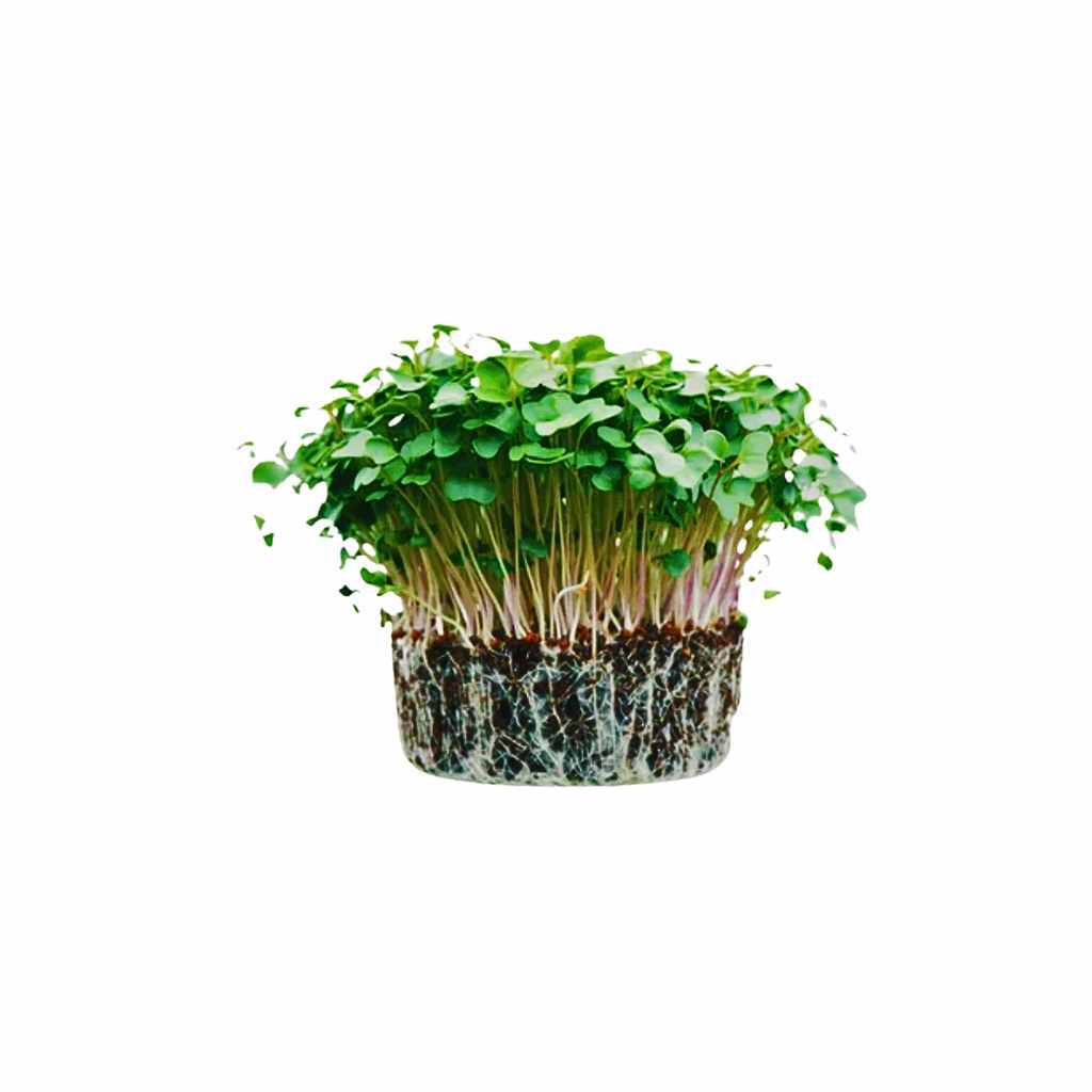 Microgreen Arugula - Plate
