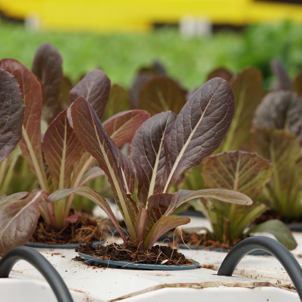 Baby Lettuce Leaf Red [ 100g ]