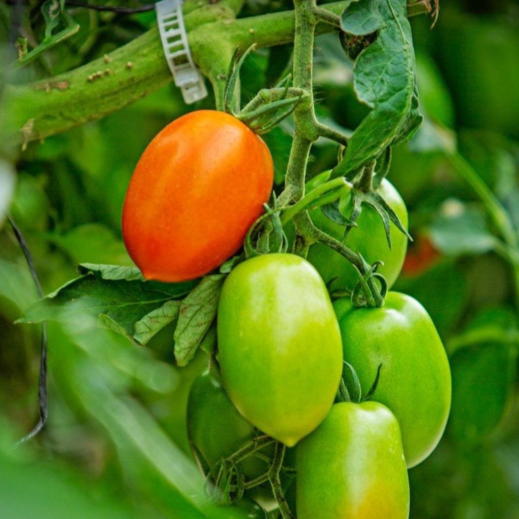 Salsa Supreme [ 1kg ]