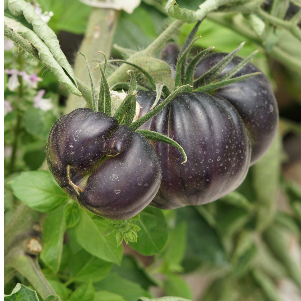 Pomodoro Negra [ 800g ]