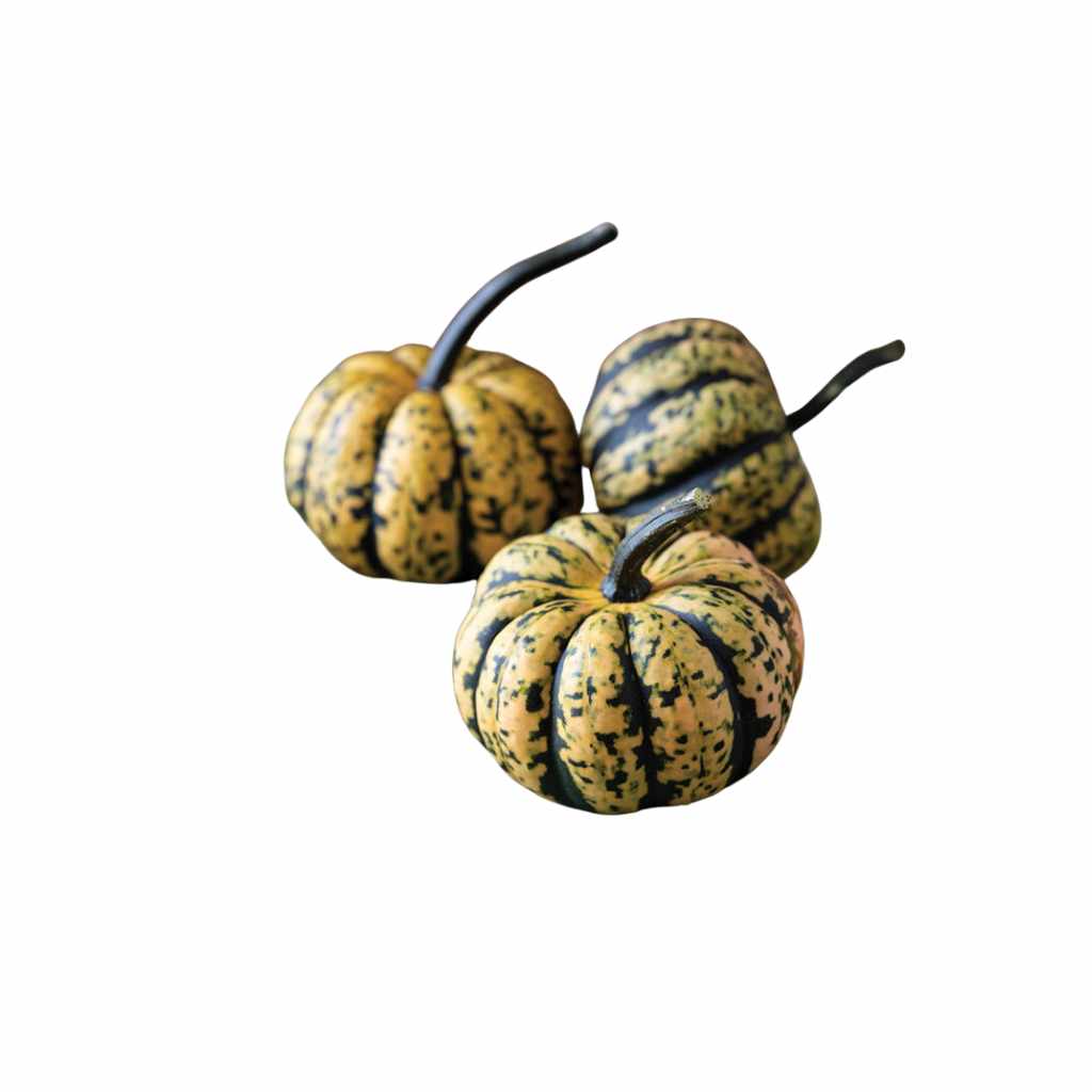 Acorn Golden Squash [ Head ]