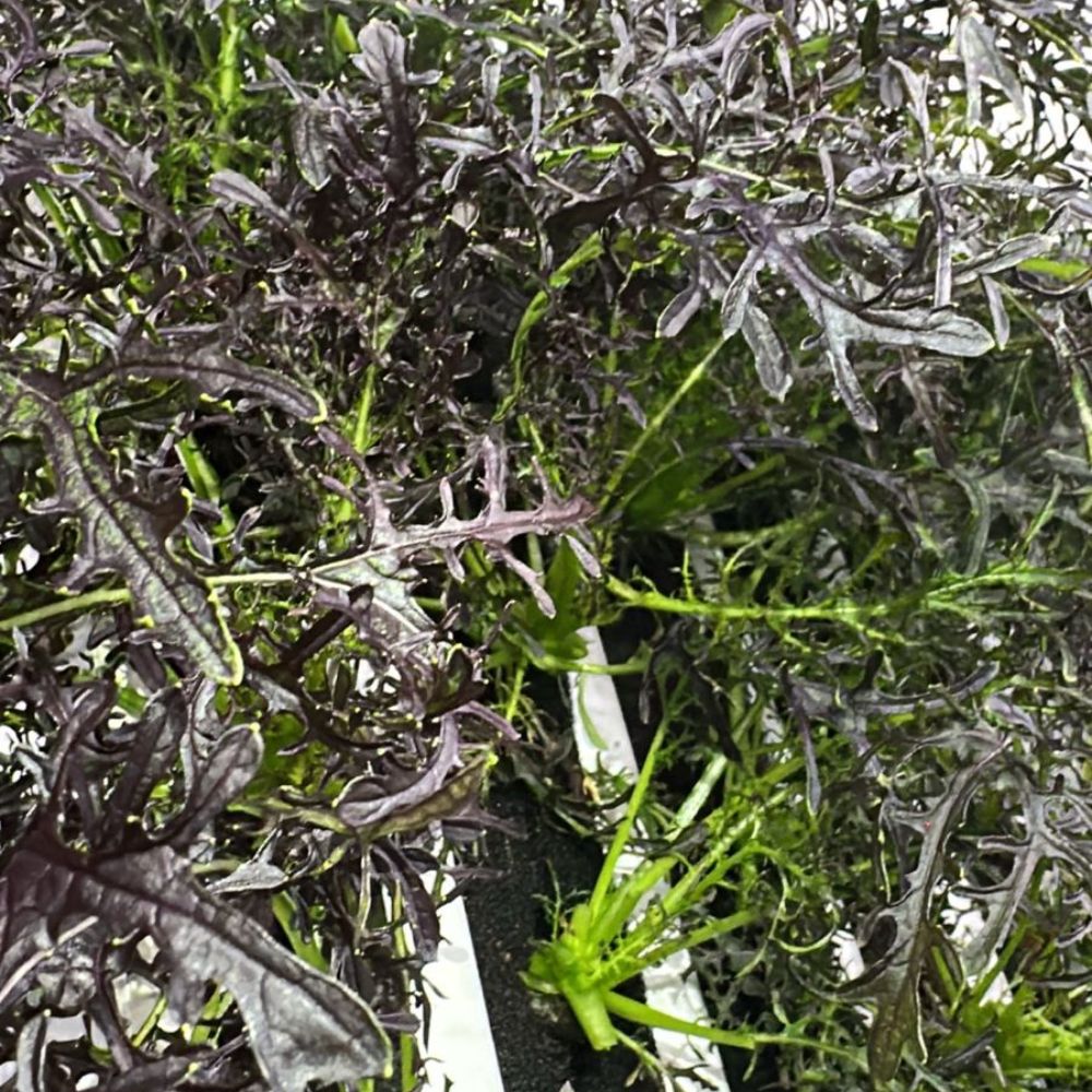 Mustard Purple Frills [ 75g ]