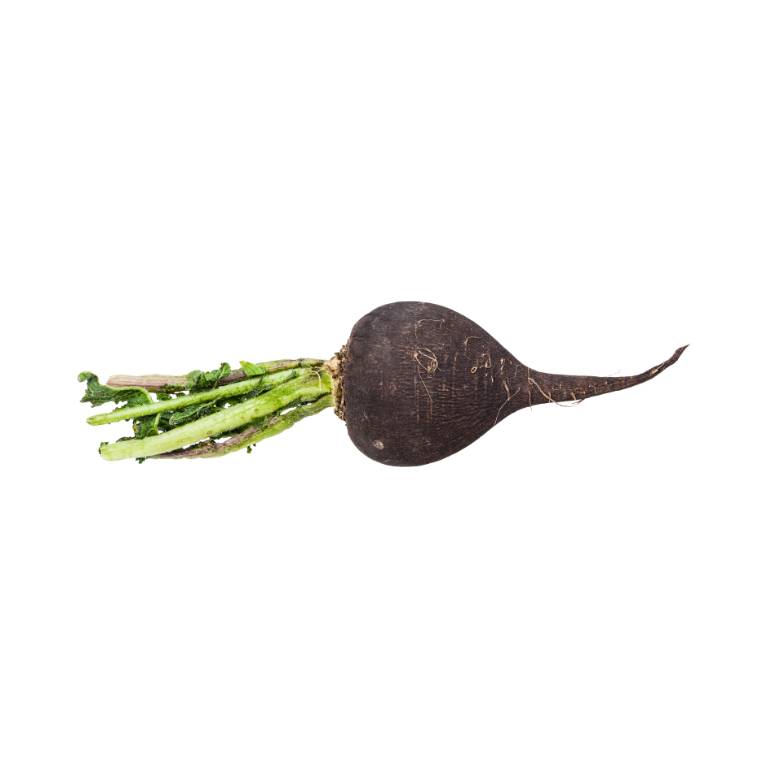 Black Radish [ 100g ]