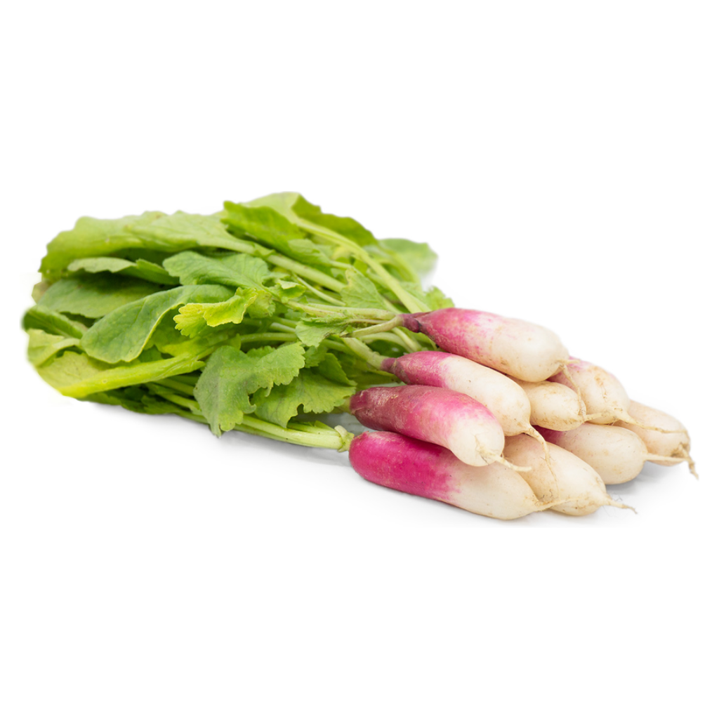 French Breakfast Radish [ 100g ]