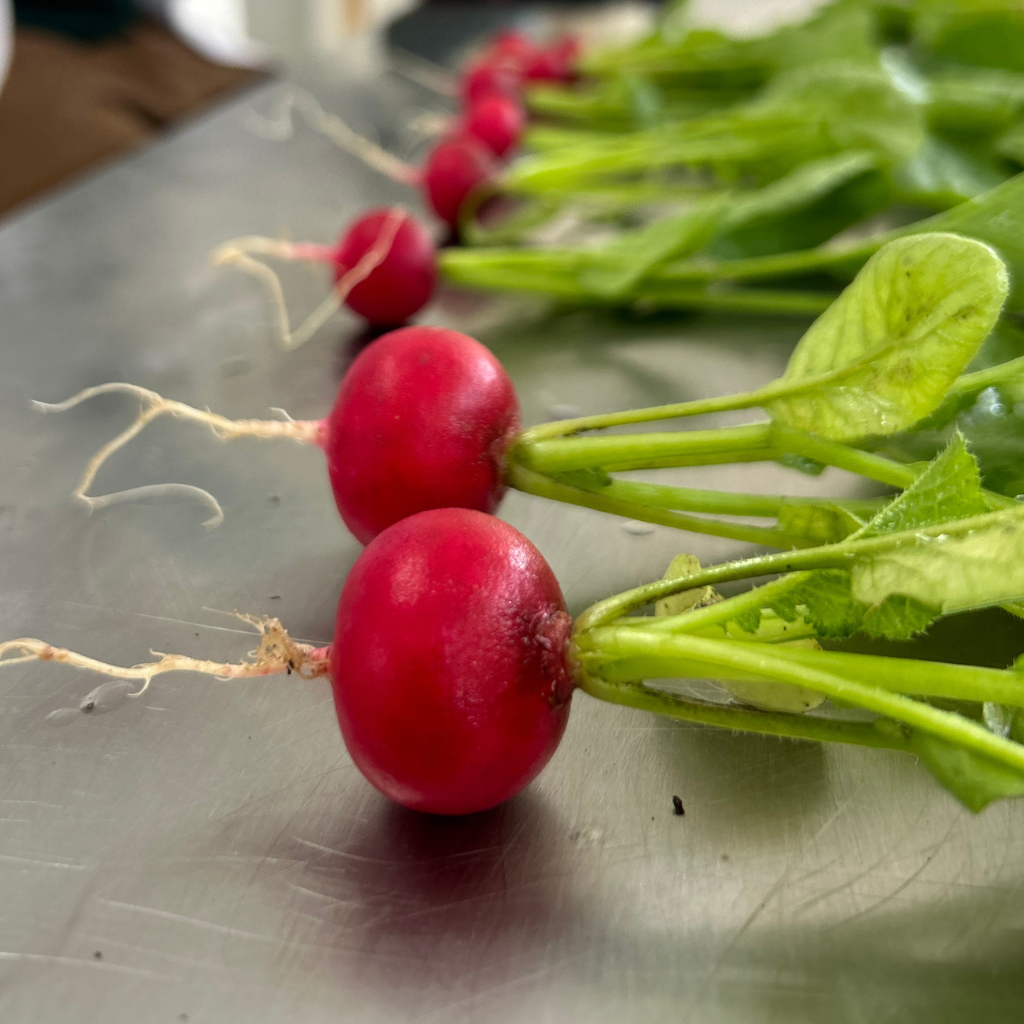Baby Red Radish [ 100g ]