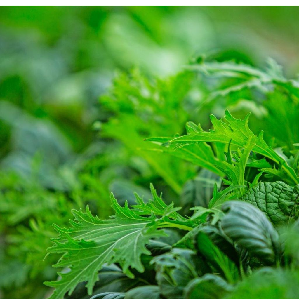 Mustard Green Leaf [ 75g ]