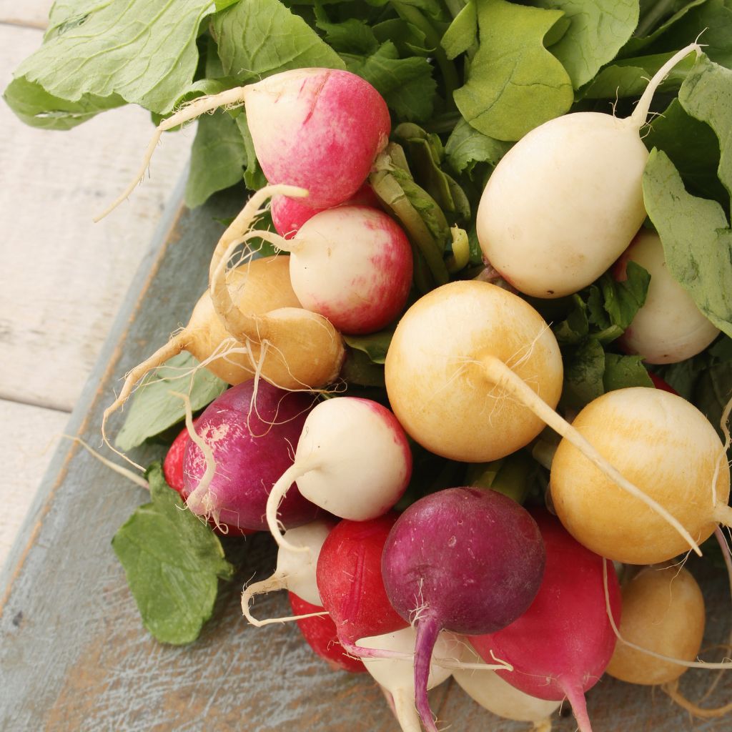 Baby Radish Mix [ 100g ]