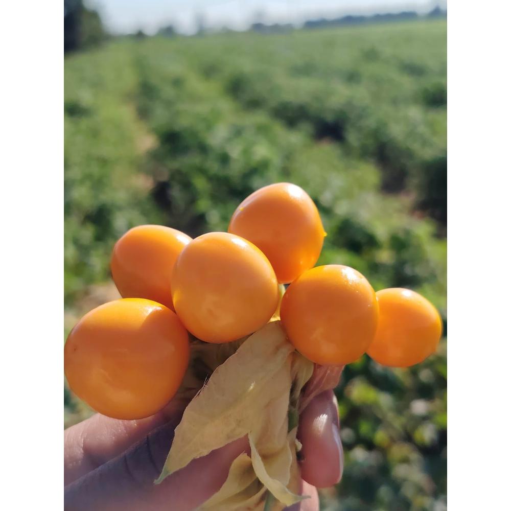 Munda Peeled Gooseberry [ 1 Pac ]