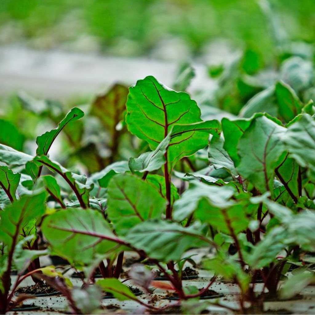 Beets Leaves [ 100g ]