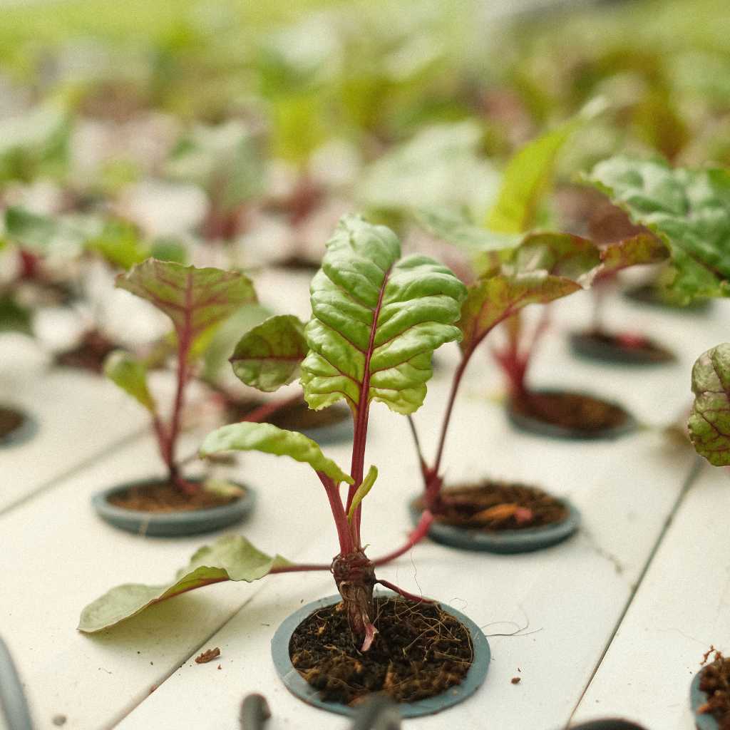 Beets Leaves [ 100g ]