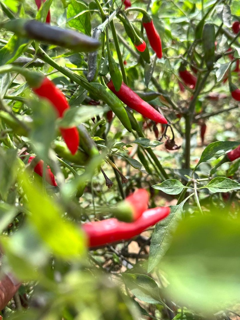 African Chilli [ 100g ]