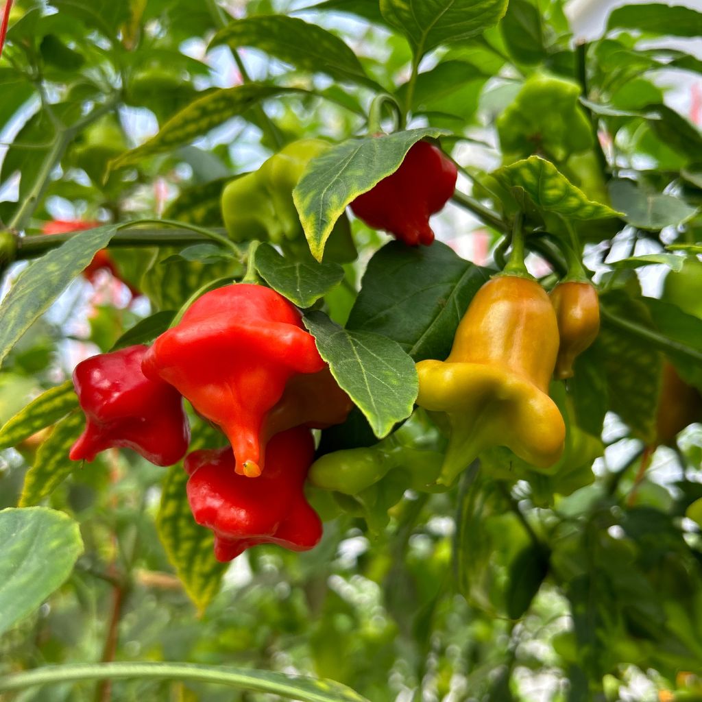 Bishop Crown Chilli [ 100g ]