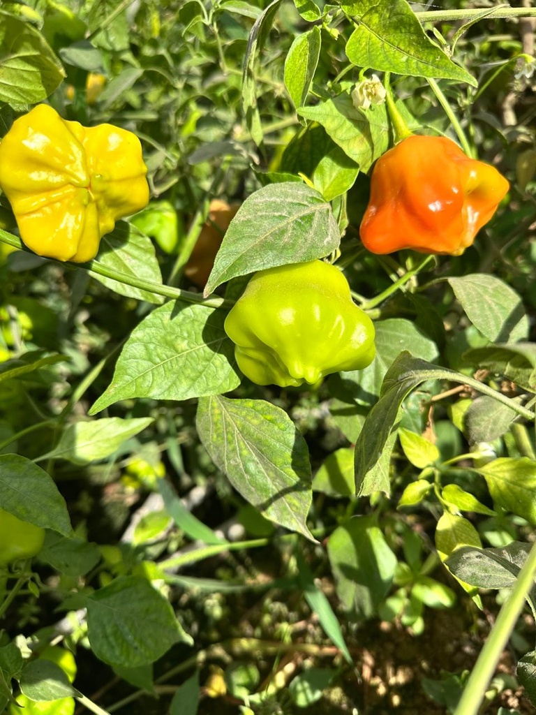 Bishop Crown Chilli [ 100g ]