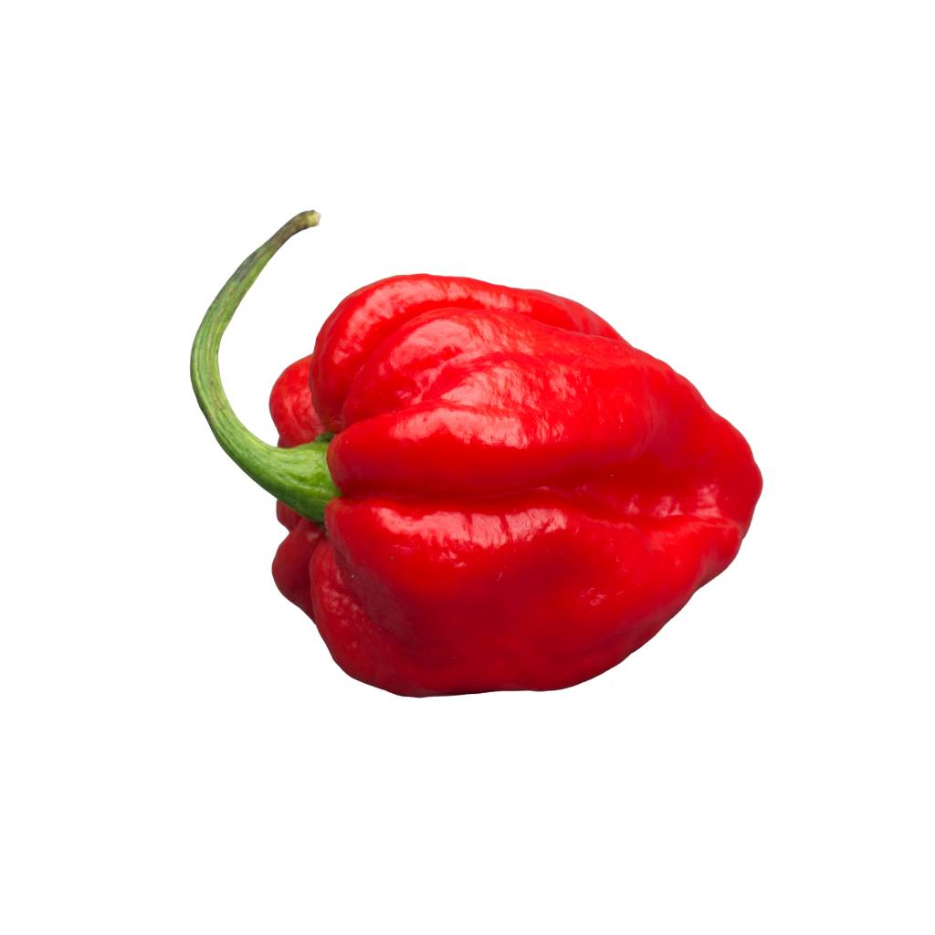 Carolina Reaper [ 100g ]