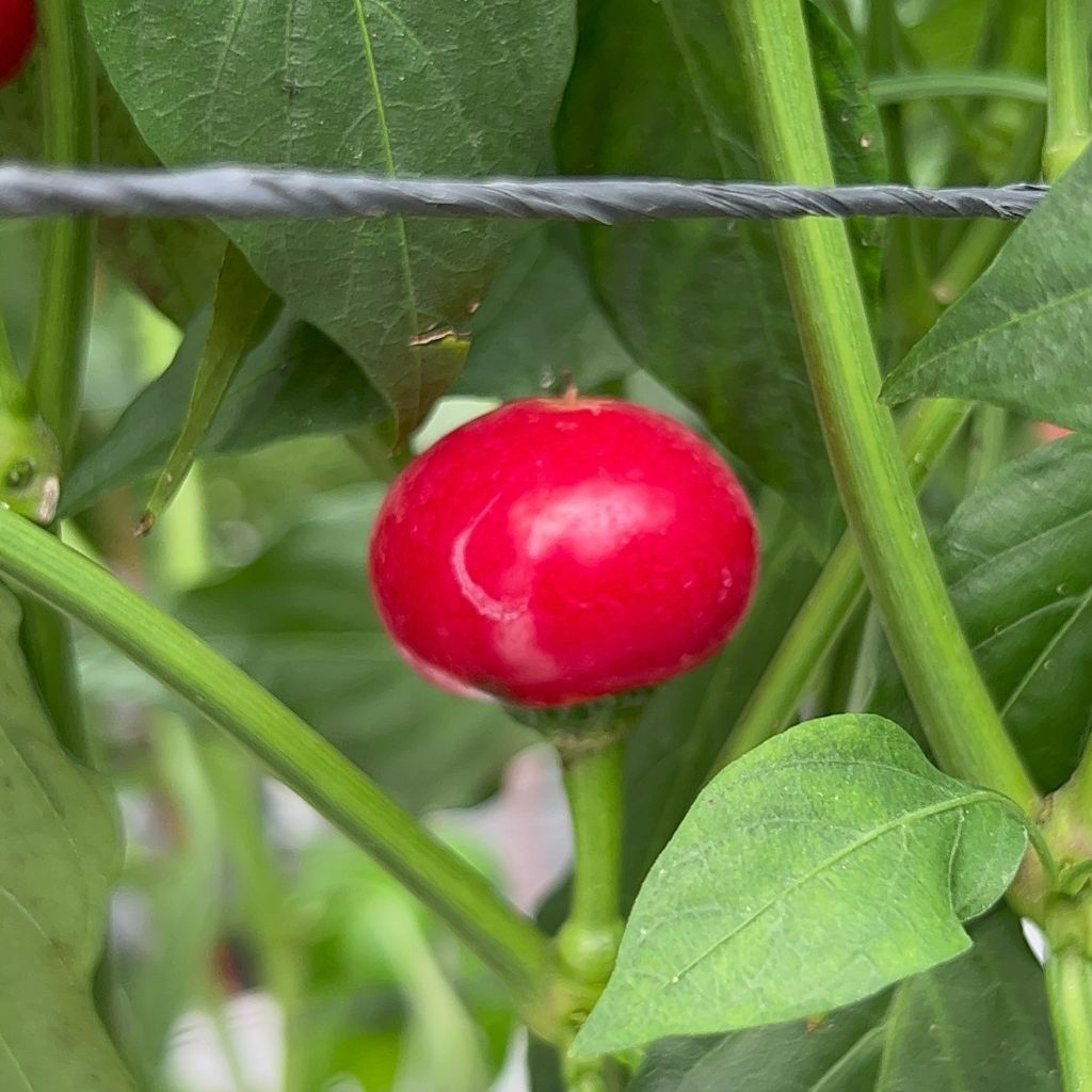 Cherry Bomb Chilli [ 100g ]