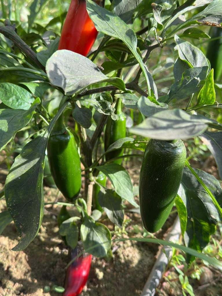 Jalapeño Peppers [ 75g ]