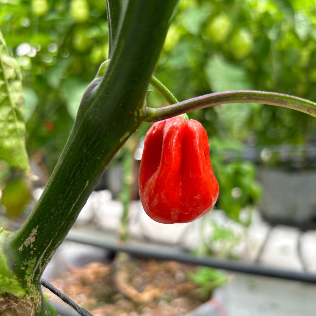Red Habanero [ 100g ]