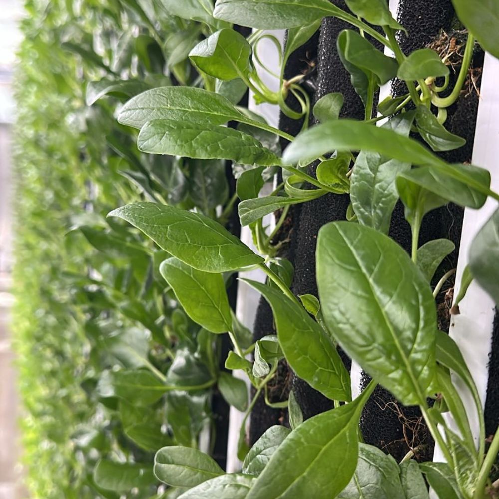 Baby Spinach [ 75g ]