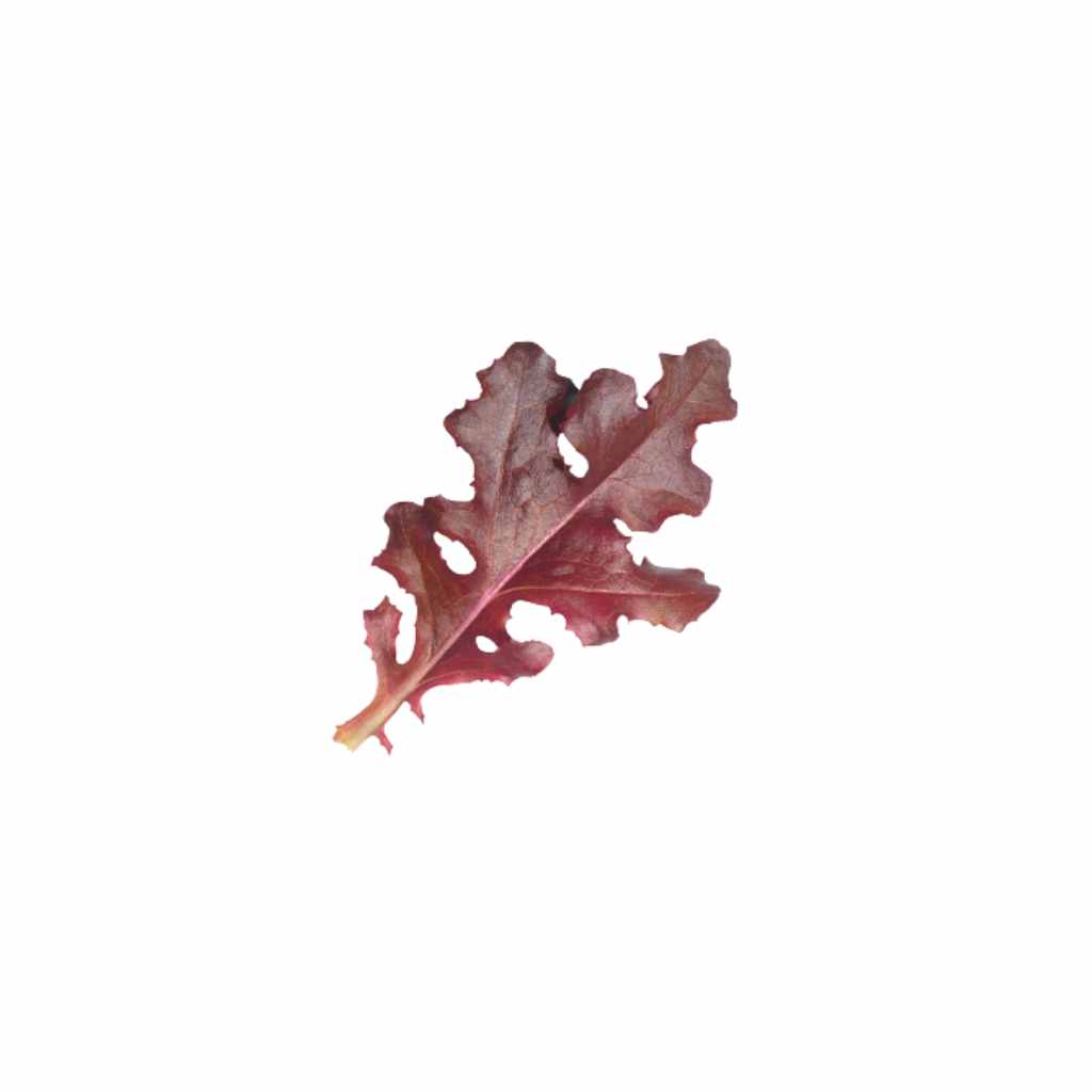 Baby Red Mustard [ 100g ]