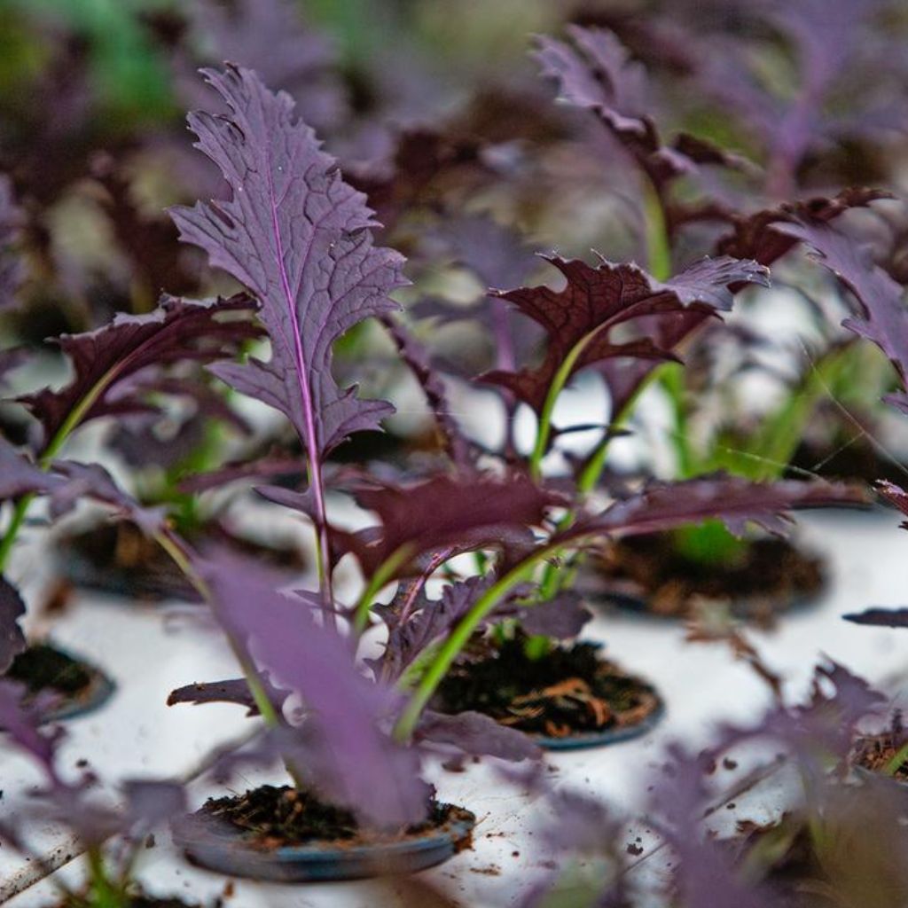 Red Mustard Baby  [ 100g ]