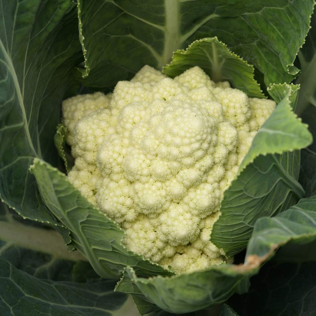 White Romanesco Broccoli [ Head ]