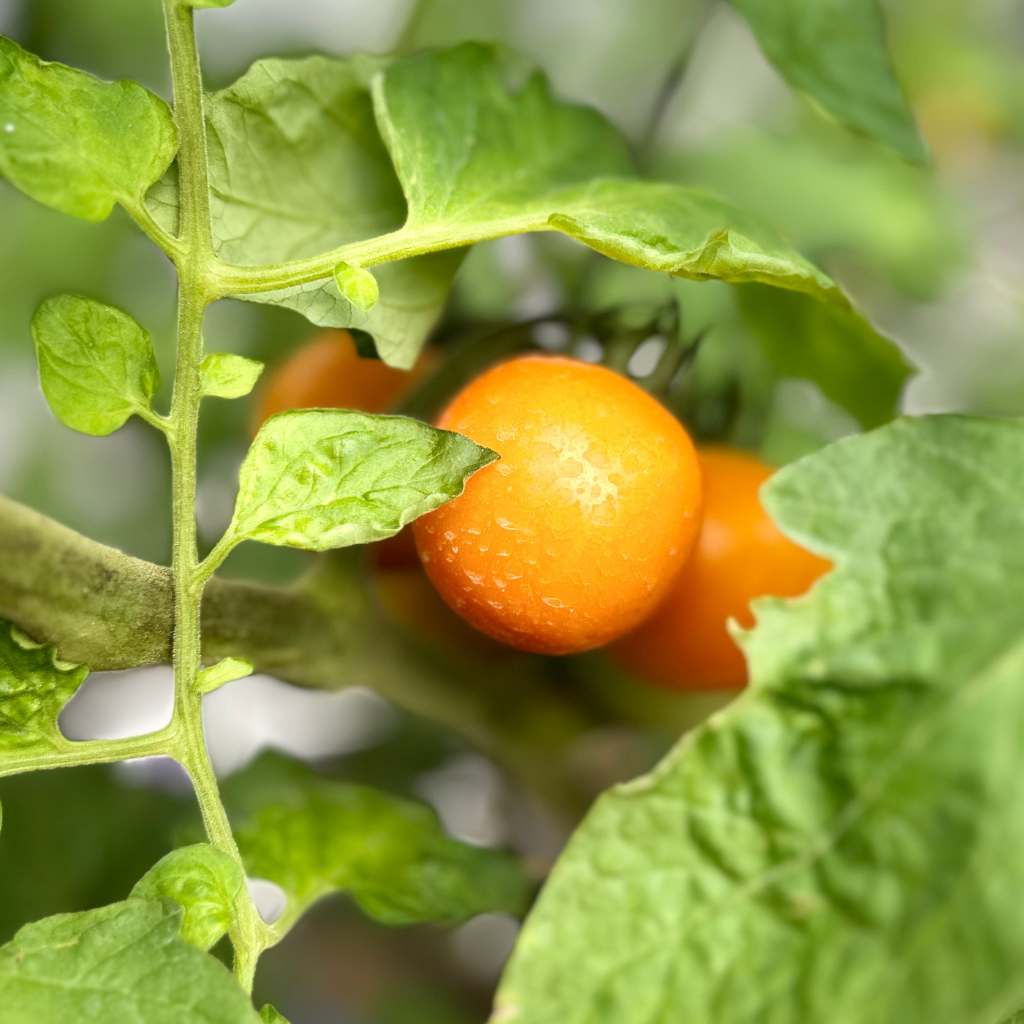 Orange Cocktail Cherry [ 500g ]