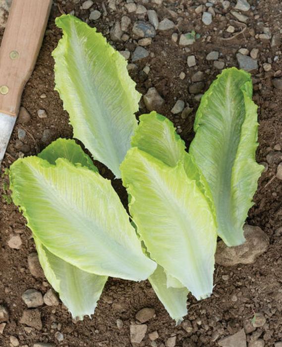 Baby Lettuce Leaf Green[ 125g ]