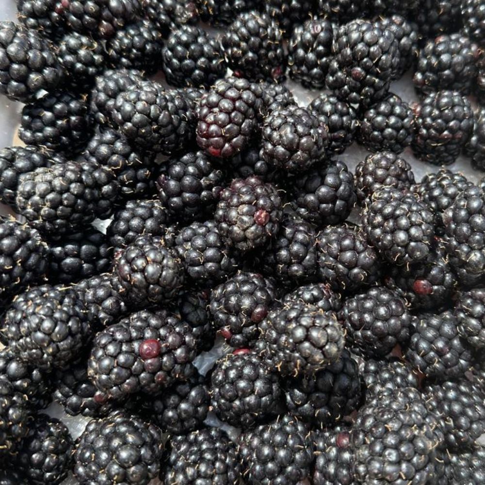 Blackberries Family Pack [ 800g ]
