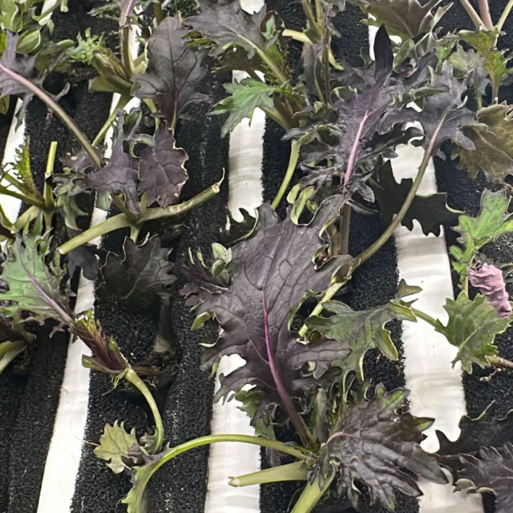 Baby Kale Mix [ 75g ]