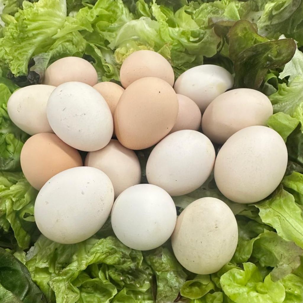Free Range Organic Eggs [ 12 Eggs ]