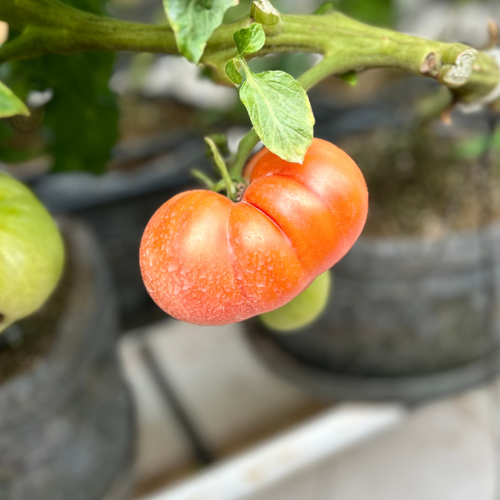 Beefsteak Tomato [ 800g ]