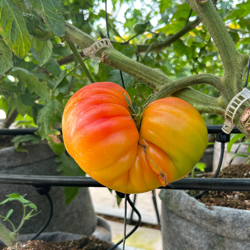 Pomodoro Bronzo [ 800g ]