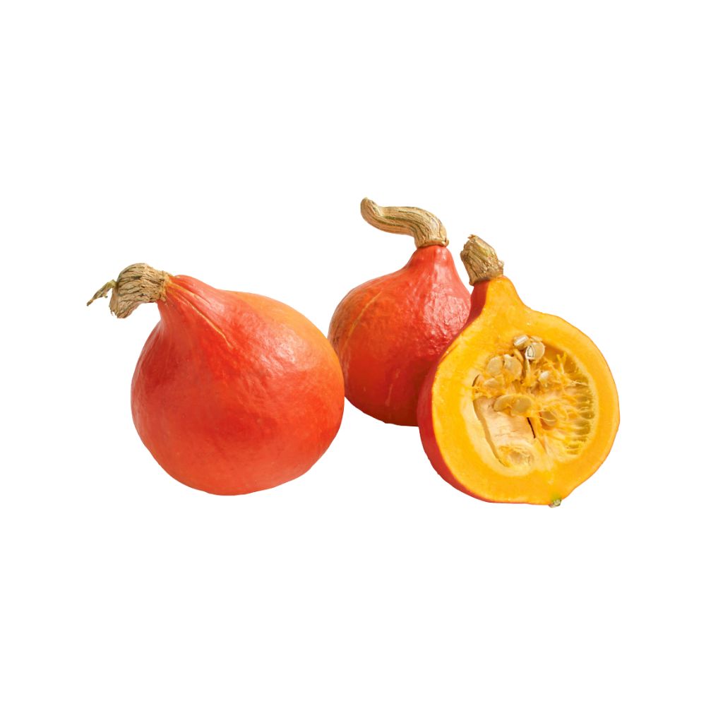 Hokkaido Squash Orange [ Head ]