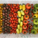 ميكس طماطم توليمه [ 800ج ]