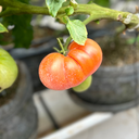 Beefsteak Tomato [ 800g ]