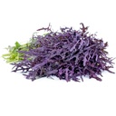 Mustard Purple Frills [ 125g ]