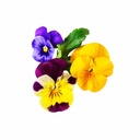 Edible Flowers Mix [ 50g ]