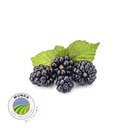Blackberries [ 250g ]