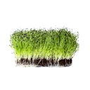 Microgreen Garlic Chives - Plate