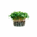 Microgreen Arugula - Plate