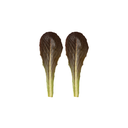Lettuce Leaf Red Baby [ 100g ]