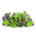 Microgreen Mix - Plate