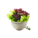 Spring Lettuce Blend [ 125g ] 