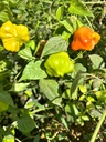 Bishop Crown Chilli [ 100g ]